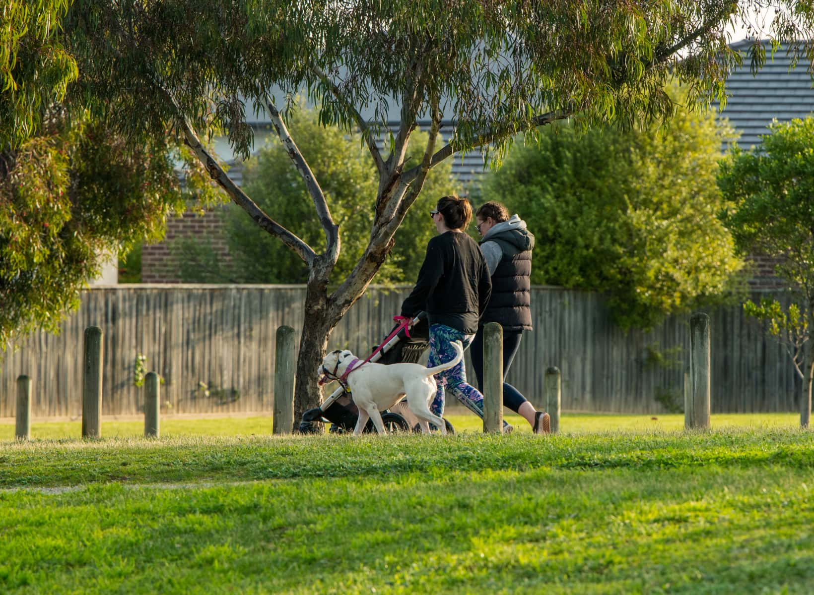 Dog park